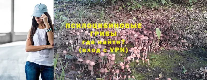 где купить   Невельск  Псилоцибиновые грибы Psilocybine cubensis 